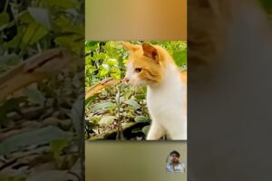 Cat to sanak#fight #cat #funny #animals #facts #pets #viralvideo #trending #shortsfeed #shorts #like