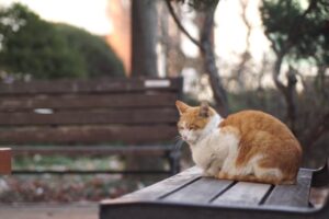 Cat's favorite harp music 6 hours of continuous playback