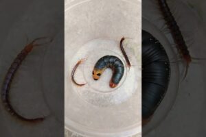 Centipedes and Caterpillar V312