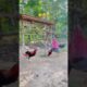 Chicken Playing Funny Swing 😂 #funnyanimal #feedshorts #shortvideo