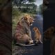 Conscientious man saves the injured lion #animals #lion