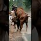 Cows and a Buffalo Fight #animalworld #animals #nature #animallover #animalsong #shorts #wildlife