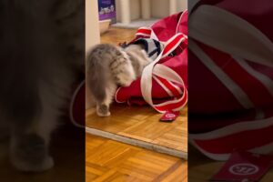 Cute CAT 🐈❤️ playing with hockey equipment 🏒🥅 #funny #animals #catvideos