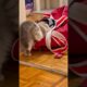 Cute CAT 🐈❤️ playing with hockey equipment 🏒🥅 #funny #animals #catvideos