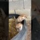 Cute Puppies 🐶 😍 Amazing Video #fyp #viral #shorts #short #shortsfeed #puppylover #bulking #foryou