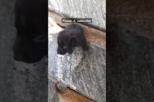 Cute Puppies Climbing Steps! 🐶😍 Too Adorable to Miss! 🤣🔥