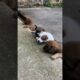 Cute Puppies Crying Sound 🐶🥰 #fyp #viral #shorts #short #shortsfeed #puppylover #bulking #foryou