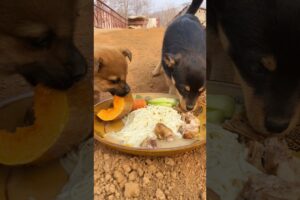 Cute Puppies Eating 🐶🐕🦴 #fyp #viral #shorts #short #shortsfeed #puppylover #bulking #foryou #puppy