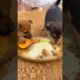 Cute Puppies Eating 🐶🐕🦴 #fyp #viral #shorts #short #shortsfeed #puppylover #bulking #foryou #puppy