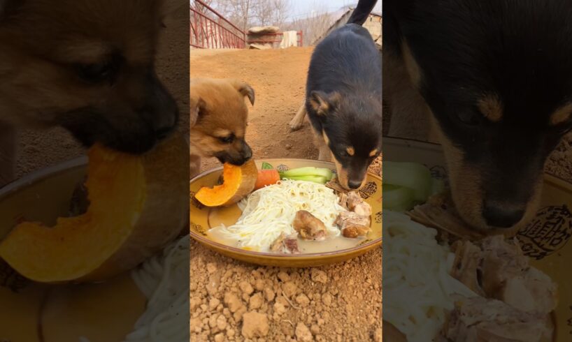 Cute Puppies Eating 🐶🐕🦴 #fyp #viral #shorts #short #shortsfeed #puppylover #bulking #foryou #puppy