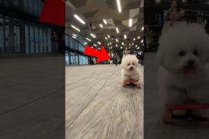 Cute Puppies in supermall! #youtubeshorts #ytshorts #shortsfeed