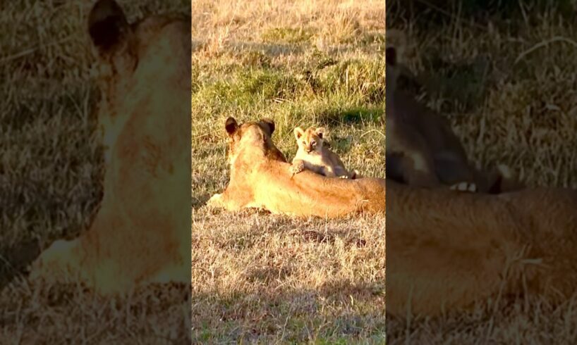 Cute baby lions playing #Lion #Shorts #animals