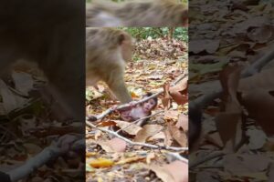 Cute baby monkey is playing alone 😍#shorts #animals #hanuman #monkey