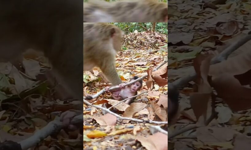 Cute baby monkey is playing alone 😍#shorts #animals #hanuman #monkey