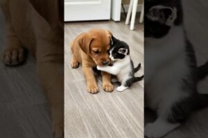 Cute kitten and puppy  #puppy #puppydog