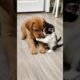 Cute kitten and puppy  #puppy #puppydog