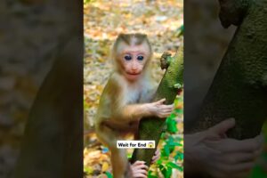 Cute monkey playing A beautiful moments 😱#pets #animals #monkey #shorts