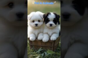 Cute puppies ❤😚 Part 39 #puppy #cutedog #cuteanimals #shorts #shortvideo #dogtalk #babydogs #pets