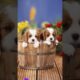 Cute #puppies are sitting in the basket #puppy #doglover #dogs #youtubeshorts #pets #shorts #4kviral