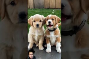 Cute puppies barking #cute#barks #puppy #dogsound #pets #barkingside#cutepuppie #goldenretriever#fyp