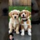 Cute puppies barking #cute#barks #puppy #dogsound #pets #barkingside#cutepuppie #goldenretriever#fyp