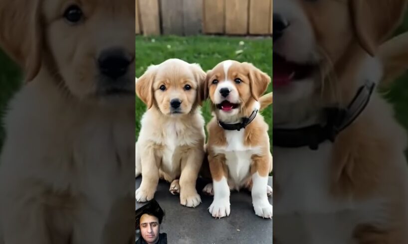 Cute puppies barking #cute#barks #puppy #dogsound #pets #barkingside#cutepuppie #goldenretriever#fyp