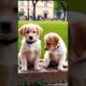 Cute puppies playing around #dog #puppy #pets #doglover #cutedog #cuteanimals #youtubeshorts #shorts