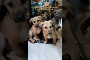 Cute puppies 🐶 #shorts #minivlog #trendingshorts #viralshorts