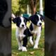 Cute puppies walking in a park #dog #puppy #doglover #cutedog #dogs #pets #youtubeshorts #shorts