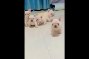 Cute puppies walking #love #puppy #cute #happy #fluffyfrenchbulldog #cutepet #animal #pets #music