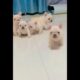 Cute puppies walking #love #puppy #cute #happy #fluffyfrenchbulldog #cutepet #animal #pets #music