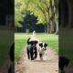 Cute puppies walking side by side #puppy #dog #doglover #cutedog #trending #youtubeshorts #shorts