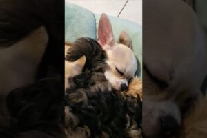 Cuteness Overload: Adorable Puppies Sleeping Together! 🌟💤 #dog #dogs #cute #Puppies #doglove