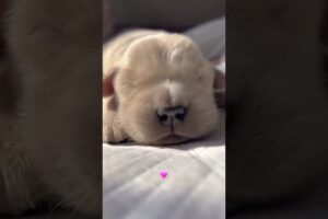 Cutest Puppies 💗// Will He Get 1M ❤️ #puppy #cutepuppy #puppies #pets