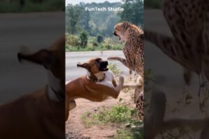 😱🔥Dog Vs Cheetah Brutal Clash #animals #animal #dog #doglover #short #youtubeshorts #trendingshorts