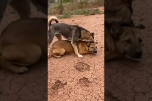 Dog playing together #animals #puppy #dogfunny #doglifeisgood #music