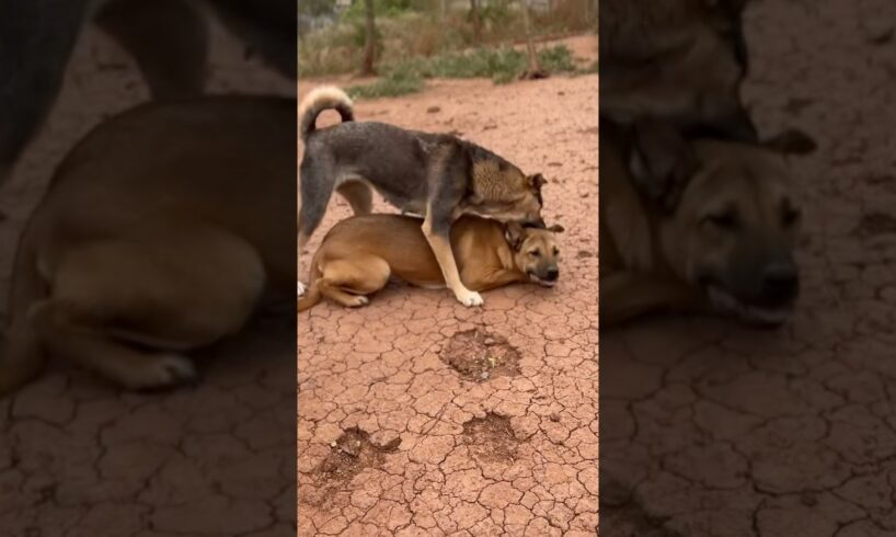 Dog playing together #animals #puppy #dogfunny #doglifeisgood #music