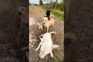 Dogs play with me #puppy #doglover #cute #animals #funny #doglove #dog #barking #love #shortvideo