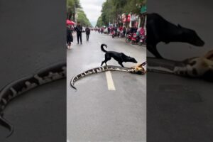 Dogs rescue eagle trapped by giant python