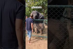 🐘Elephant blessing _ Cute baby-elephant playing #shorts #elephant #cute #viralshorts