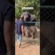 🐘Elephant blessing _ Cute baby-elephant playing #shorts #elephant #cute #viralshorts