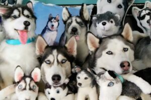 FUNNIEST Husky Compilation Video 😍 30 Minutes 🦴