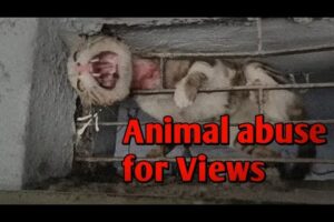 Fake Animal Rescue Channels Are Disgusting