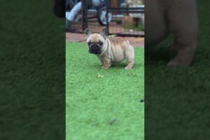 Filhote Pug - Cute Puppies Dogs