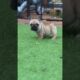 Filhote Pug - Cute Puppies Dogs