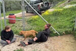 Freedom for the Two Chained Hunting Dogs in the Shelter - Takis Shelter