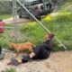 Freedom for the Two Chained Hunting Dogs in the Shelter - Takis Shelter