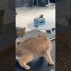 Funny cat play with her reflections #cat #funnyanimal#pets#cuteandfunnypets #fluffyfriend #cutealert