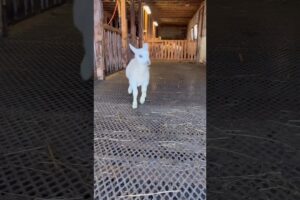 Funny goats dance videos 🤩🤩🤩😱🤩🤩