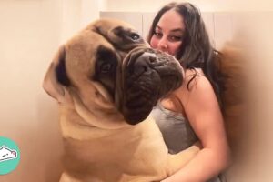 Gentle Giant Mastiff Wants To Hug Everybody He Meets | Cuddle Buddies